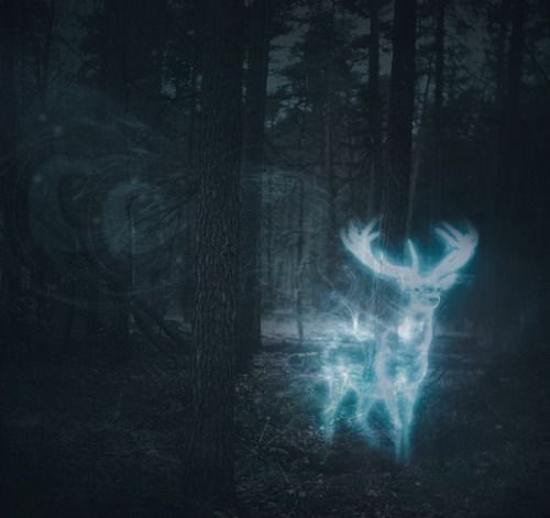 Harry J. Potter tweet media