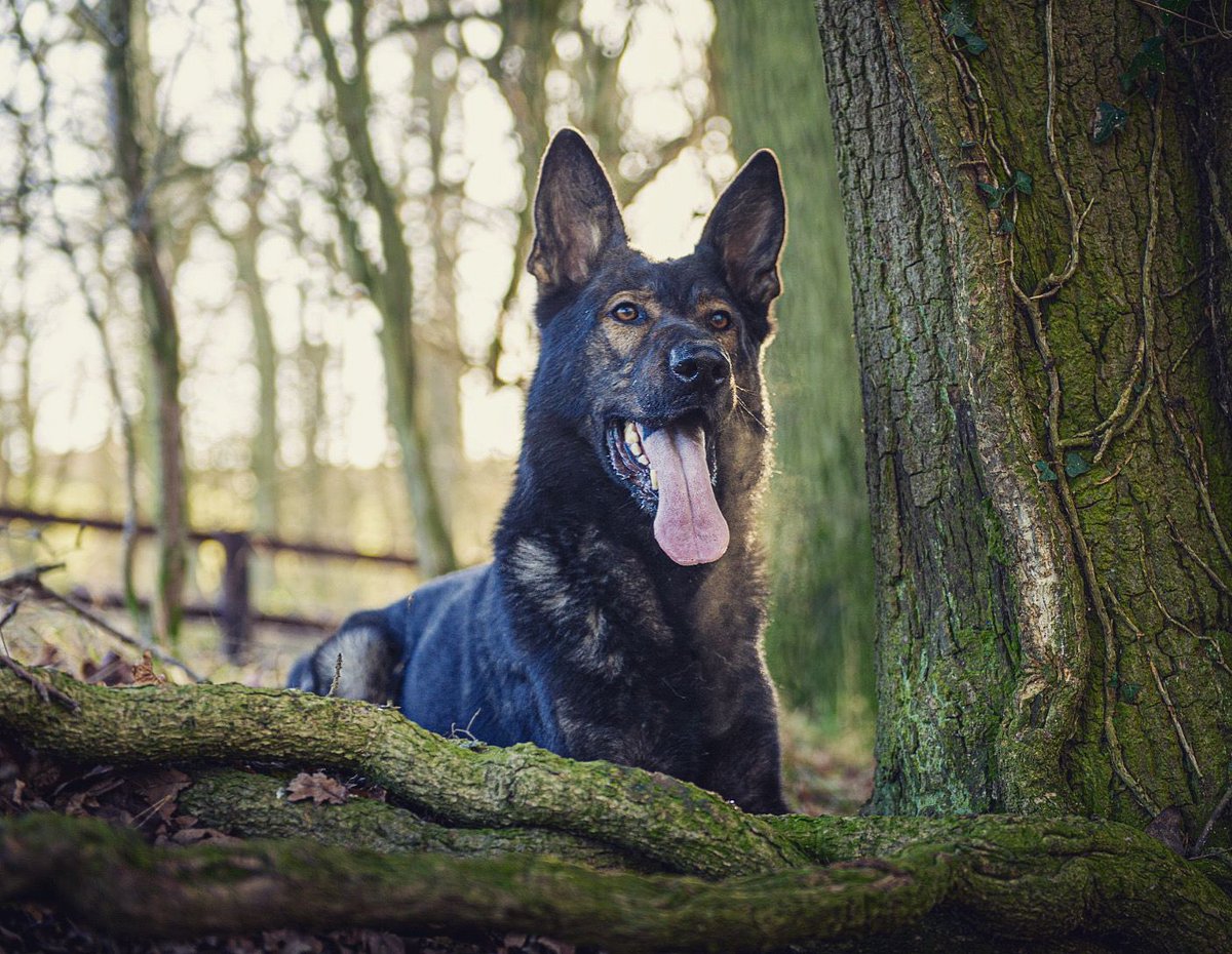 Pd Astro was back at work last night and deployed to assist with reports of 60 plus people fighting. The presence of lights and sirens 🚔 not being enough, Astro deployed and cleared the crowd, preventing assaults and public order 🐶👌
 #dontditchthedogs
#worththeirweightingold