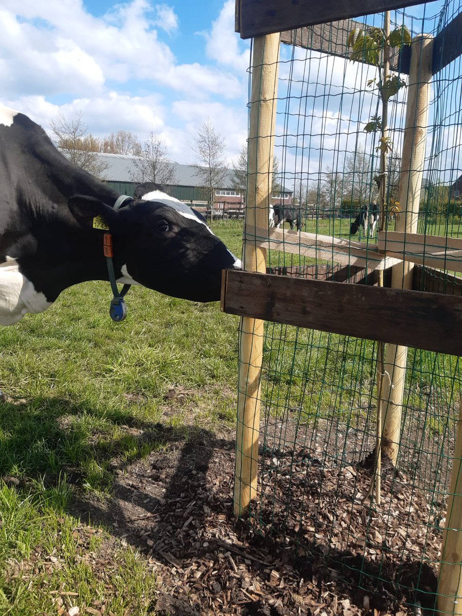 Rassenkeuze walnoten. Bij de start van agroforestry en notenteelt een belangrijk aspect. Deze factsheet helpt je bij die keuze. Ga naar: notenteelt.com/kennisbank en download de factsheet rassenkeuze walnoot.