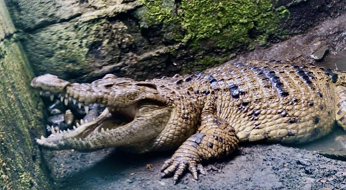 Malapit nang magsimula ang #KMJS! RT kung nakatutok na kayo, mga Kapuso!