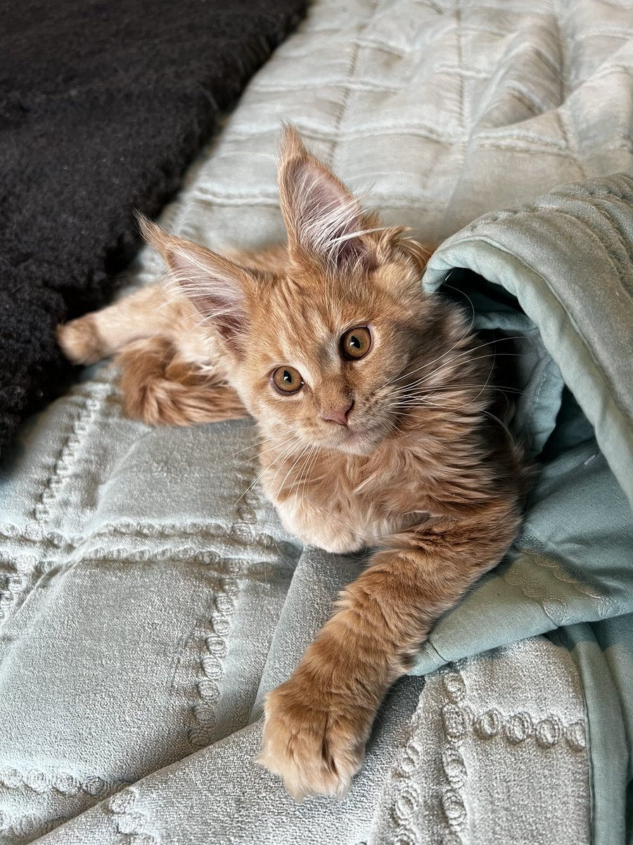 Rachel Andrew tweet media