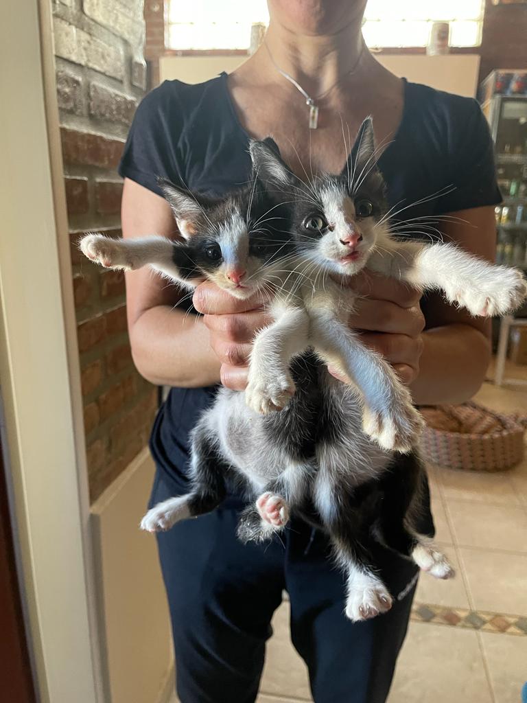 martugk's tweet photo. COMODORO RIVADAVIA 📍
Se encontraron dos gatitos al pie del cerro, atrás del colegio Dean Funes. Ya tenemos gatos y si no consiguen hogar hoy mañana los dejan en la veterinaria Merlo. Si son de alguien, o hay algún interesado en adoptarlos, manden msj 2975045559 / 2974292466 🙏 https://t.co/iVoE4rSnvV