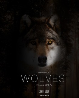 WolvenInNL's tweet photo. Een jaar geleden ging Wolves Unmasked in première 

'Een documentaire over de huidige staat van @RewildingB en de reis van de maker over het ontmaskeren van verhalen, mythen, leugens en demonisering van wolven en de rol die zij spelen in natuurherstel.'

https://t.co/skDYaCPpzp https://t.co/IgzWLgR34O
