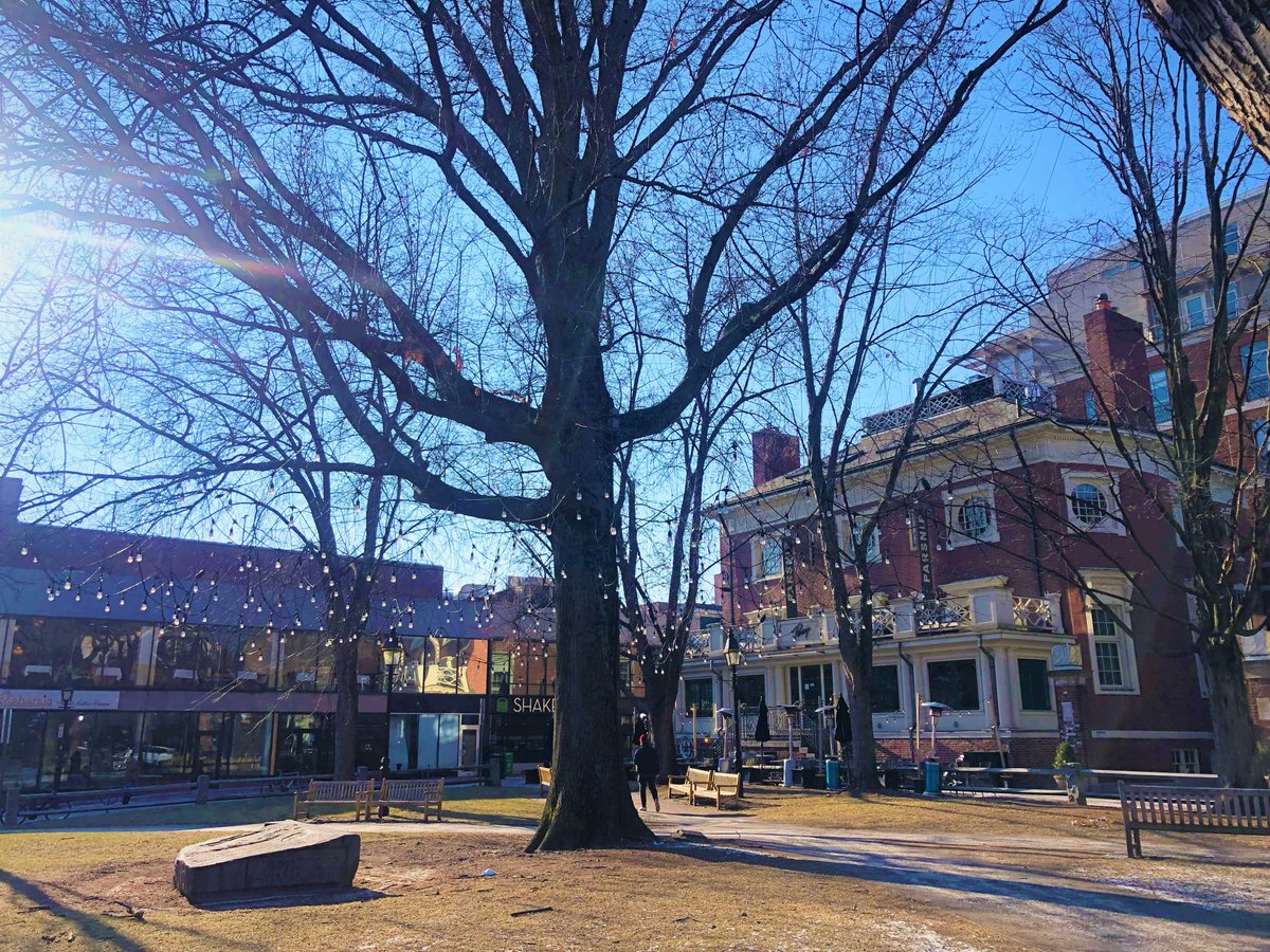 Big tree in Harvard Square park with colorful fairy lights hanging from its...