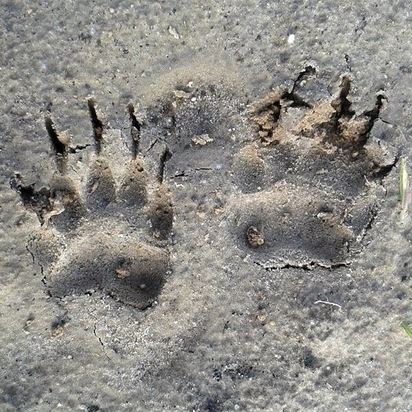 denatuurplaats's tweet photo. Ga jij zaterdag 12 februari mee op diersporenexcursie? 

Samen met boswachter @aaldrikpot gaan we op zoek naar de sporen van je Wilde Buren. Meer informatie en opgave via https://t.co/YIrOPcZUQo

#ontmoetjewildeburen #denatuurplaats #staatsbosbeheer #norg #kopvandrenthe #drenthe https://t.co/QiZAVBJI7k