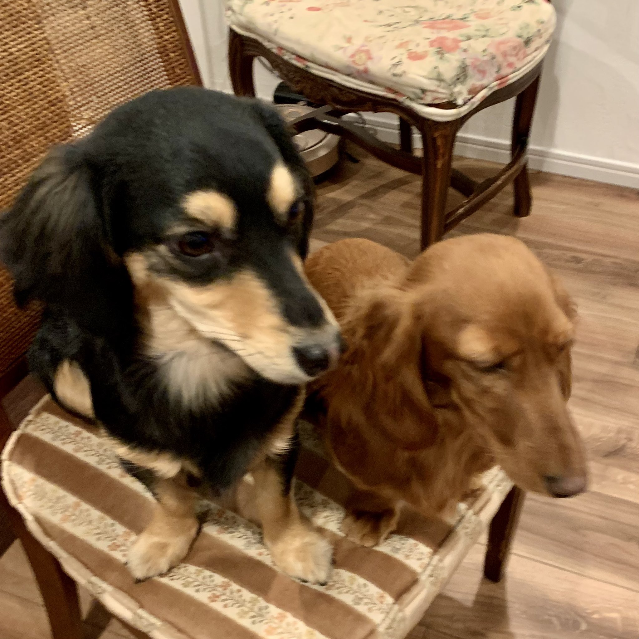 ダックスもも 20歳ミニチュアダックスももとの日々 - YouTube