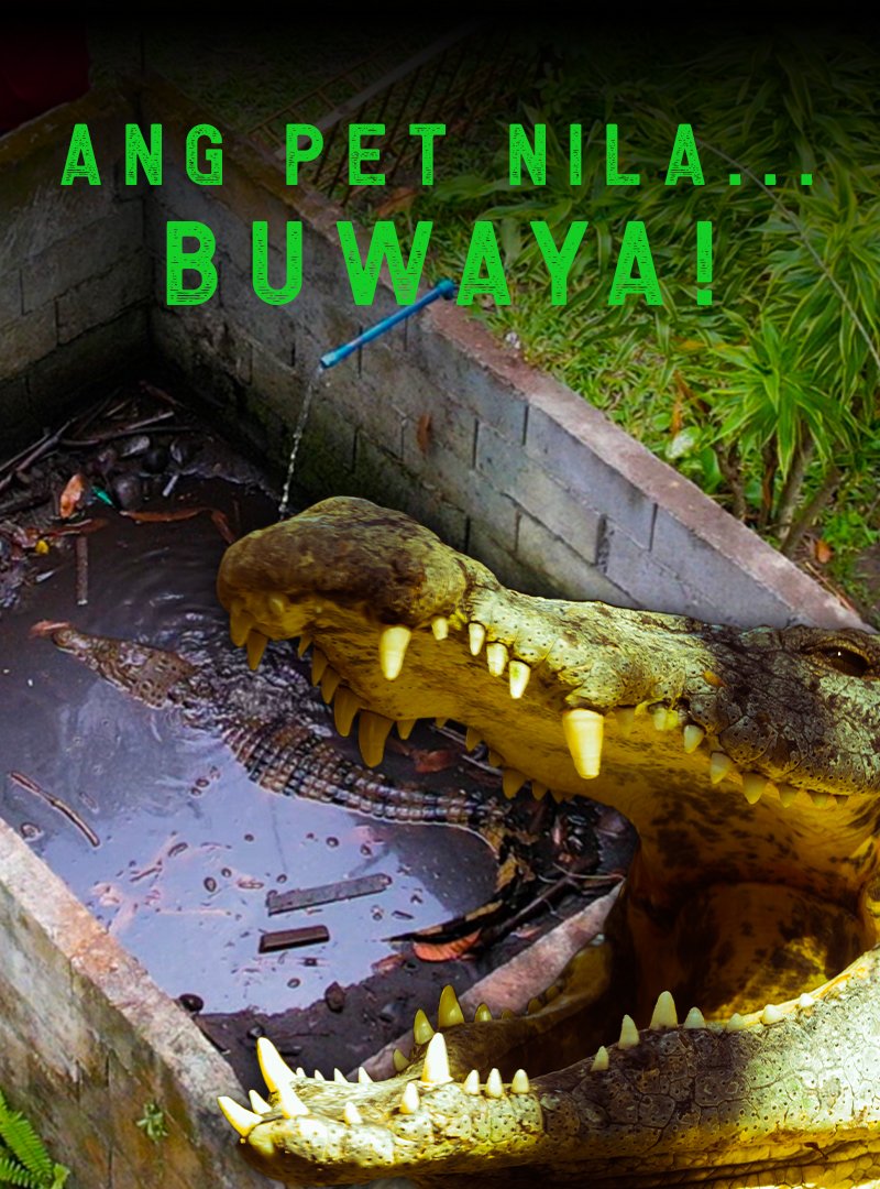 NOW AIRING: ANG PET NILA... BUWAYA! #KMJS
