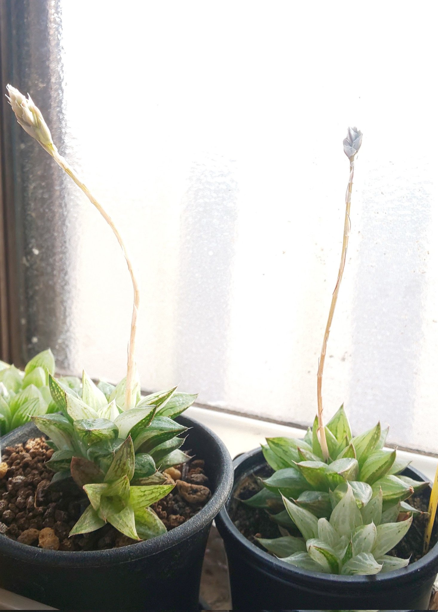 Uzivatel 梨 じ ゃ む Na Twitteru 氷砂糖の花芽がぐんぐん伸びてきた 水が少な過ぎたのか調子があまり良くなさそうだけど トルンカータのプクプク具合と窓は良い感じ 多肉植物 ハオルチア ハオルシア 氷砂糖 オブツーサ トルンカータ T Co