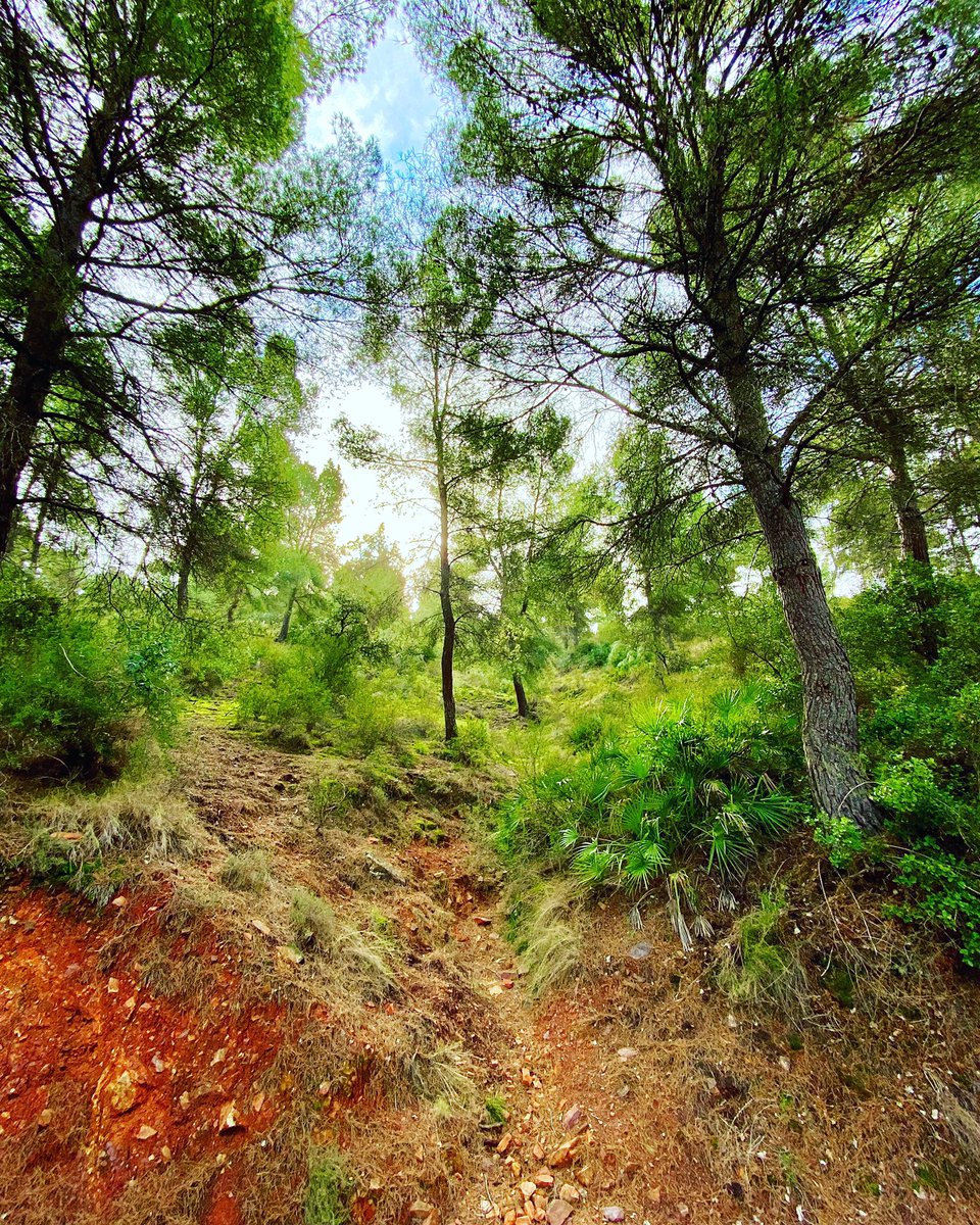 AkheRontE's tweet photo. El bosque y sus secretos
#secretsoftheforest #forestsecrets #secretosdelbosque
#naturaleza #naturaleza_spain #naturaleza_murcia
#torrequil #liberando #volviendoaser #beautifulwoods https://t.co/gSCciPYXyp