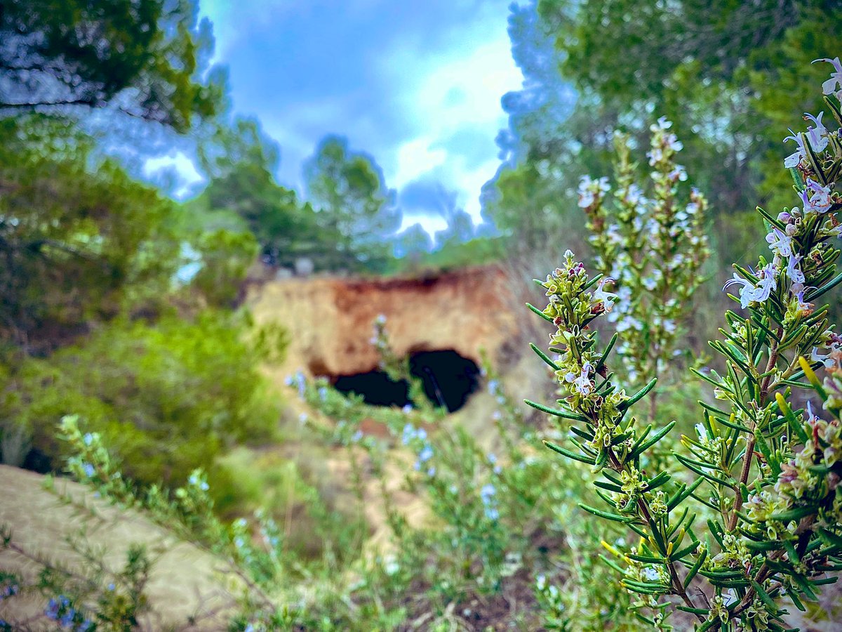 AkheRontE's tweet photo. El bosque y sus secretos
#secretsoftheforest #forestsecrets #secretosdelbosque
#naturaleza #naturaleza_spain #naturaleza_murcia
#torrequil #liberando #volviendoaser #beautifulwoods https://t.co/gSCciPYXyp