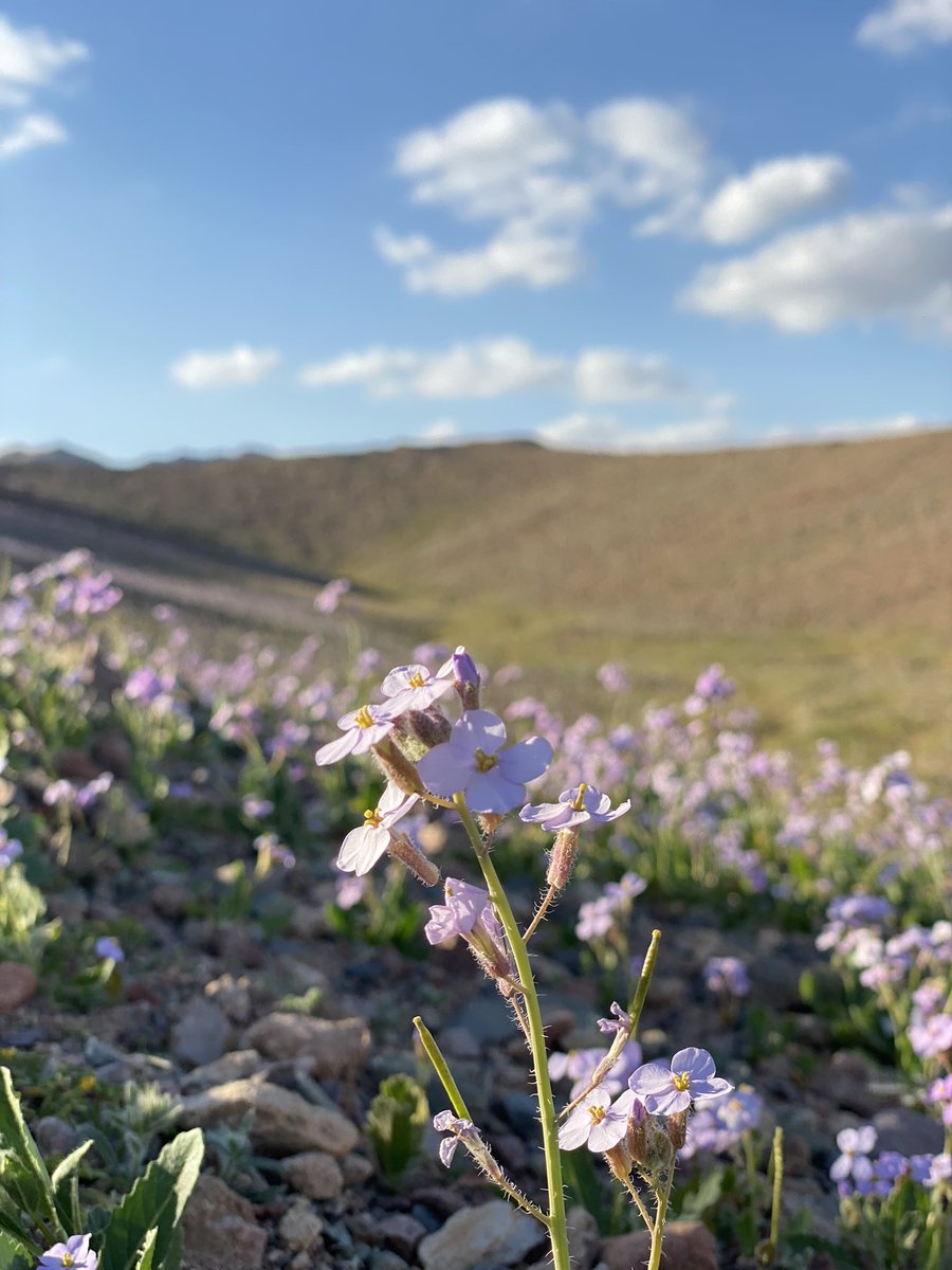 #نيوم #هيئة_السياحة آيفونيان من ربيع البدع من مواقع مختلفة