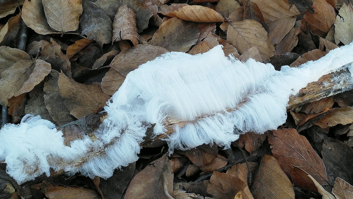 jurgen_vds's tweet photo. The wonderful world of nature!
#ijshaar #sneeuwbaard
#Hairice #icewool #frostbeard
#ExidiopsisEffusa https://t.co/tInS9t6NS0