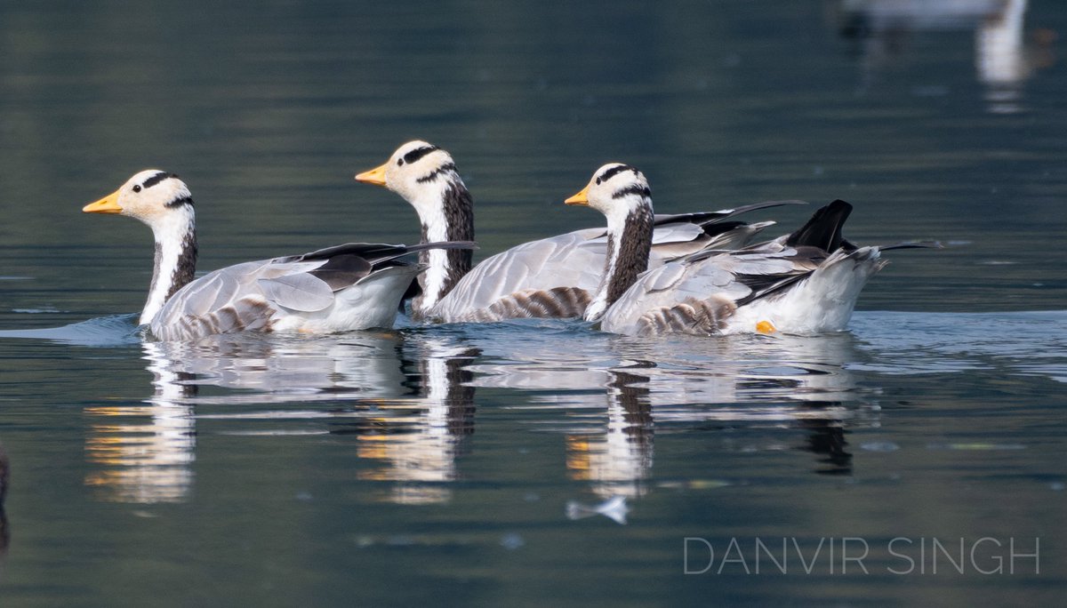 danvir_chauhan's tweet photo. Day out with migratory birds at Surajpur bird sanctuary #pintailduck #greylaggeese #barheadgeese #birdphotography https://t.co/zTH6hk5WjP