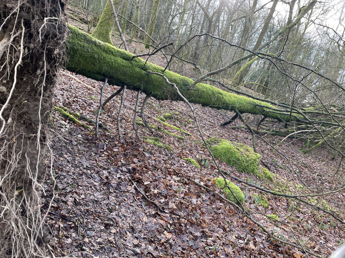 vemckay's tweet photo. Amazing!! Tree of life, the fallen tree is still rooted on one side, the earth that went up with the roots created a vertical wall and spring plants are emerging and following the light, all stems point up #Nature #TreesAreAmazing #Ecology #Trees https://t.co/WN5AarIPAb