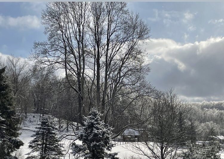 Doesn’t the farm sanctuary look so beautiful here?! ❄️

#HopeHavenFarm #farmsanctuarylife