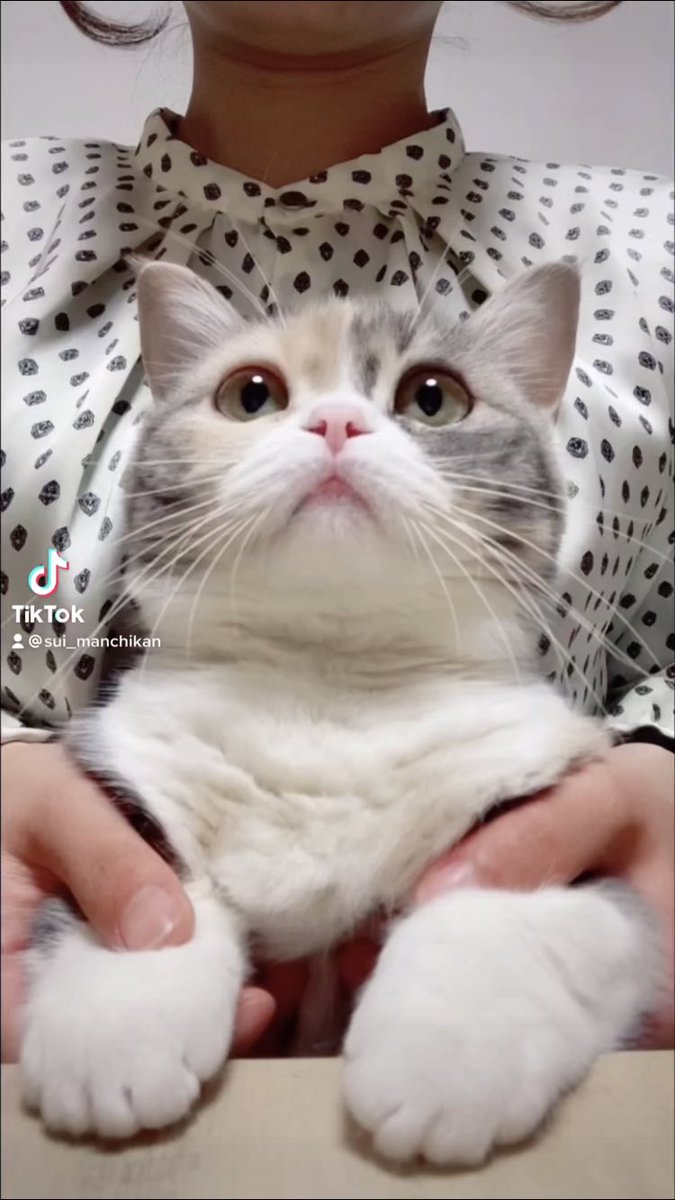 マンチカン様専用 | www.sejfolheados.com.br