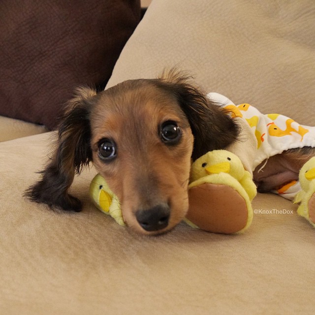 salsichinhas's tweet photo. Tem que tirar o pijama mesmo? https://t.co/MQLRJGXBAd