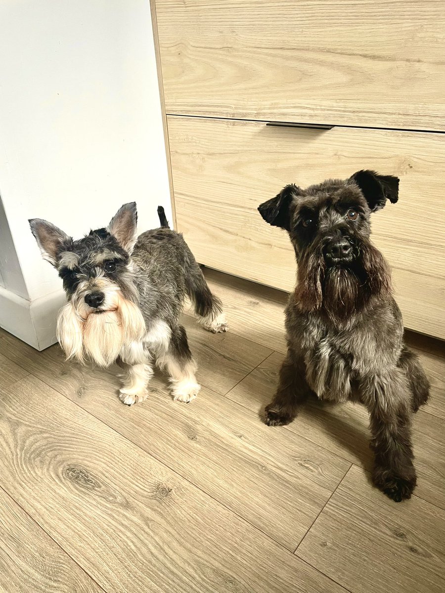 I know I’m biased but damn they’re cute ❤️ #SchnauzerGang
