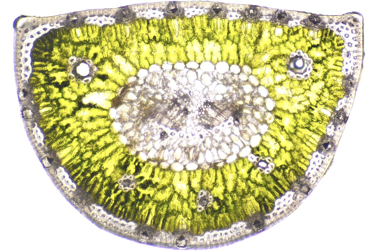 マツの葉の断面です😳。ほぼ均等に切れましたが、樹脂溝に気胞が入って