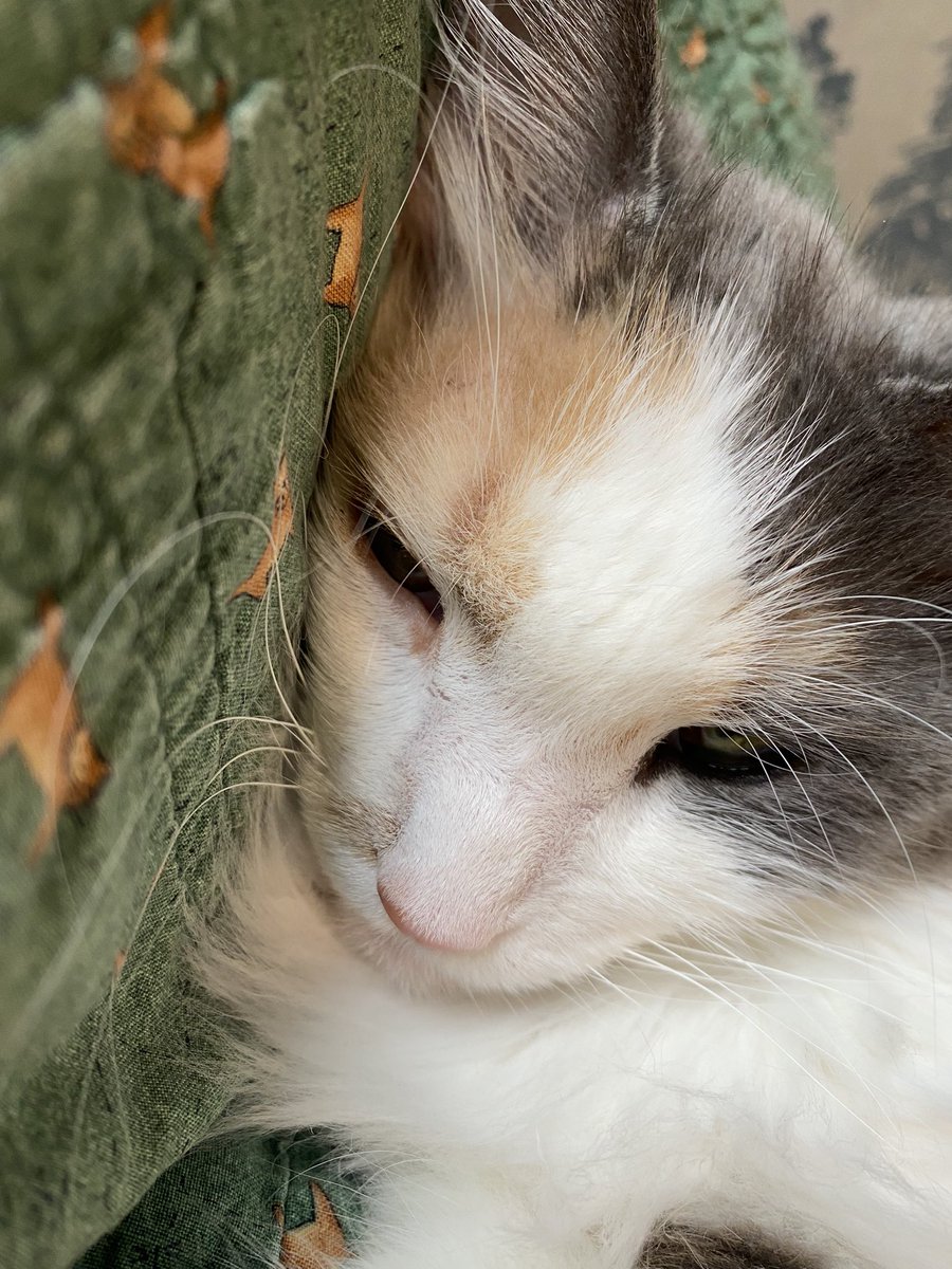 BeabullAris's tweet photo. RCS- similar to Restless leg syndrome, Restless Cat Syndrome (RCS) occurs in the wee hours of the morning when the cat decides she cannot sit still and therefore the household must suffer. 
We love you Misty but we hate you sometimes too. #CatsOfTwitter #5AMWakeUp https://t.co/GRP2lXrXGy