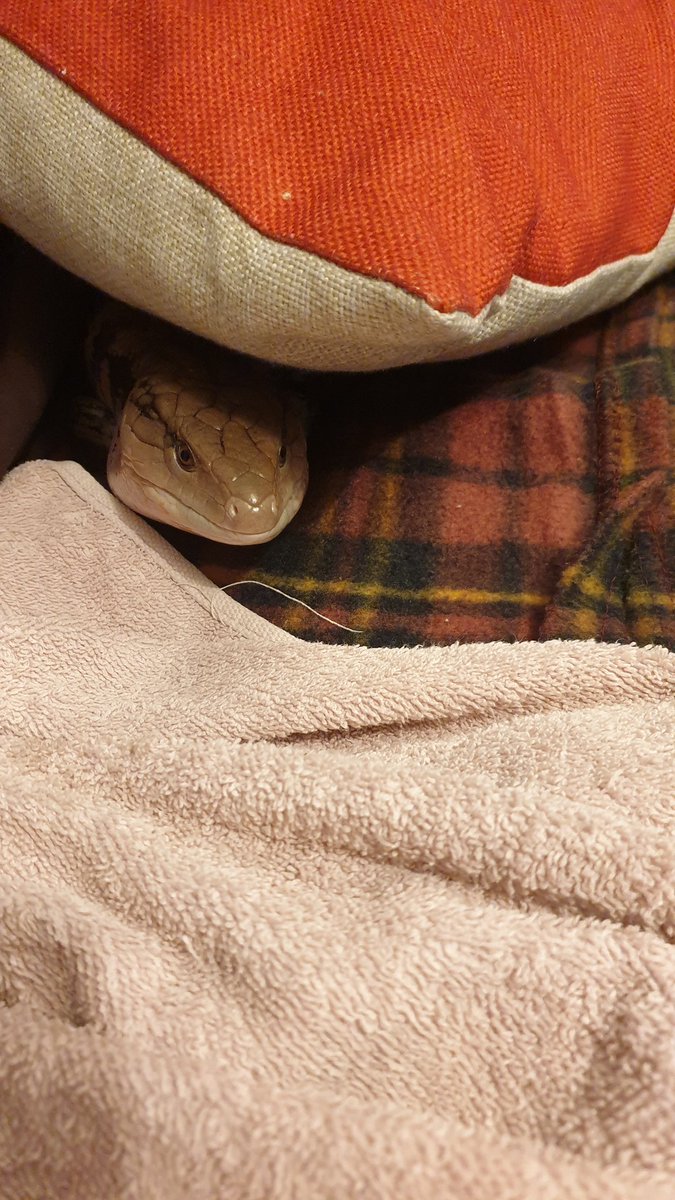 SOUVIEBTS's tweet photo. Though I rarely post/
From within my shady hide/
I hope you're all well.
<3
#reptile #bluetongueskink #haiku #reptiles #petpoetry #poem #bioactive #cobblepath #officeskink https://t.co/D59n9Z9mfL