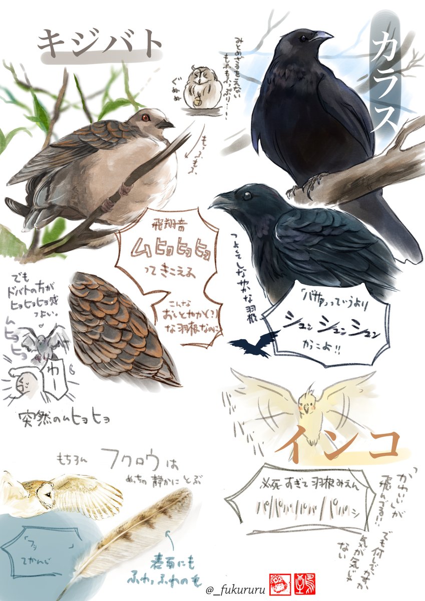 鳩の突然のムヒョヒョは野鳥好きでもまあまあビビる
🦉🦜🕊 