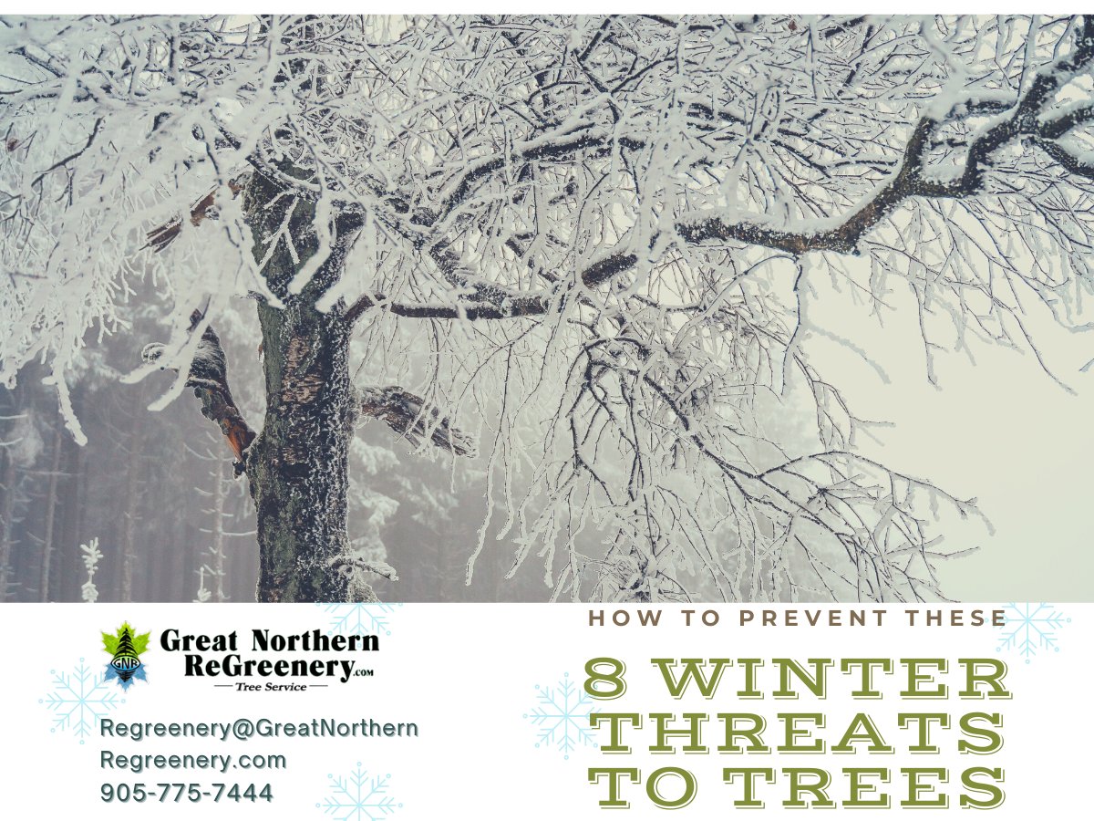 GNReGreenery's tweet photo. During extremely cold weather, trees and shrubs suffer damage. They either dry out or develop dead branches and roots. Avoid putting your #trees and shrubs at risk by learning about the 8 most common #winter threats and how to protect them.

https://t.co/HW1OIY0pTR
#ontariotrees https://t.co/hPjswjaShR