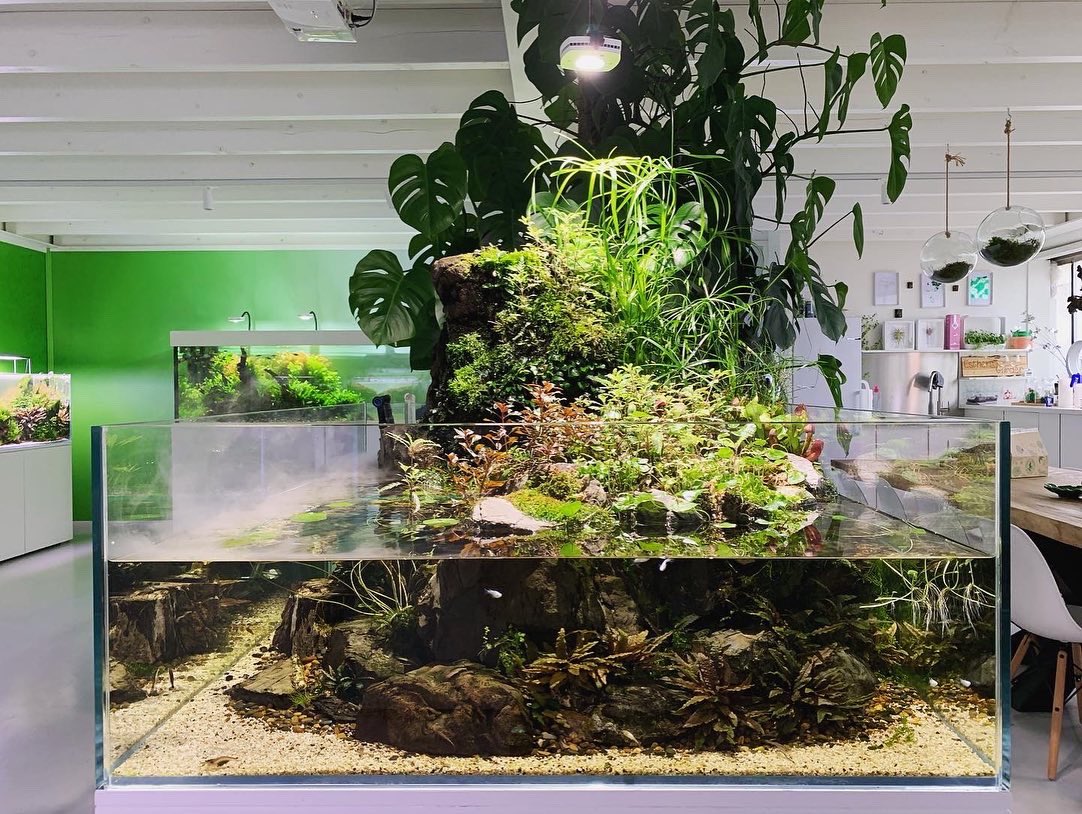 Aquaflora Aquarium tweet media
