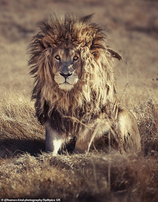 TheNorskaPaul's tweet photo. Bad hair day 😆🙊
Dishevelled king of the jungle wakes up with a ruffled mane in #SouthAfrica wildlife park.
Tonga the lion was pictured after a catnap by photographer #SimonNeedham
The lion lives in #GlenGarriffConservation in #Harrismith one of 77 awesome beasts. 😍 https://t.co/2eGEqfJuwt