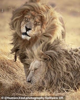 TheNorskaPaul's tweet photo. Bad hair day 😆🙊
Dishevelled king of the jungle wakes up with a ruffled mane in #SouthAfrica wildlife park.
Tonga the lion was pictured after a catnap by photographer #SimonNeedham
The lion lives in #GlenGarriffConservation in #Harrismith one of 77 awesome beasts. 😍 https://t.co/2eGEqfJuwt