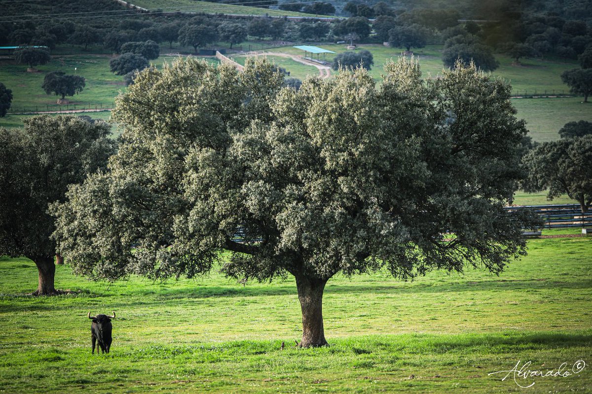 Domingo de campo, preciosa fotografia que nos envía ,@firma_alvarado para disfrutarla en esta tarde de Domingo, esperamos que os guste.
#campobravo 
#torosbravos