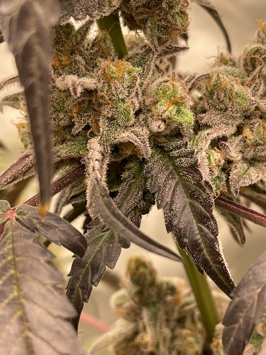 Zebra Stripe 🦓🦓 #growyourown #cannabis 👨🏼‍🌾🌱✌🏼