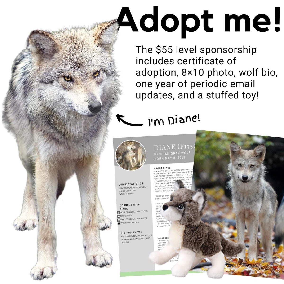 nywolforg tweet picture