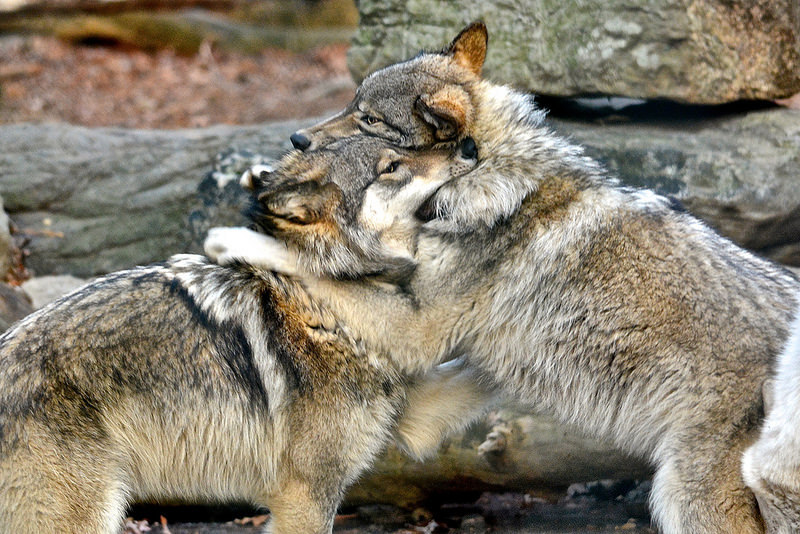 HourlyWolves presents: