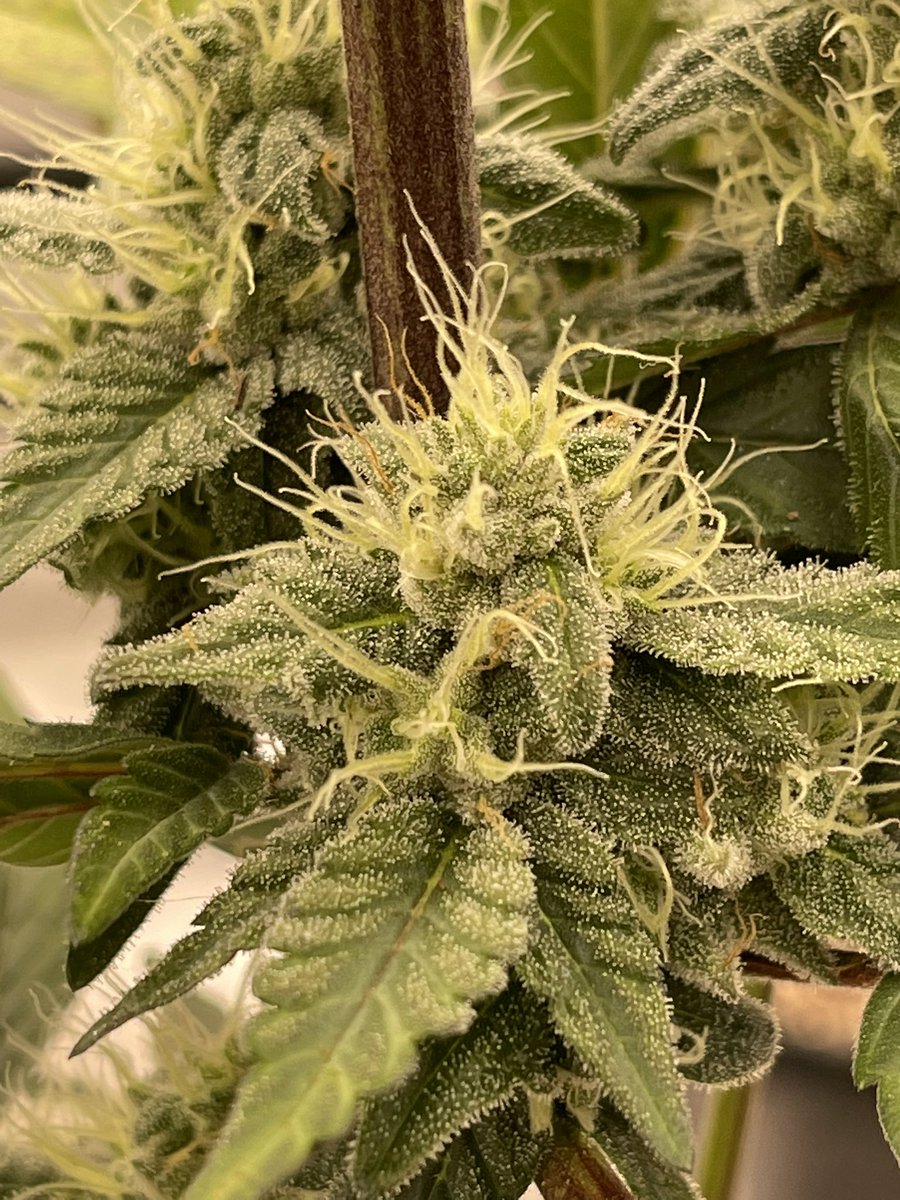 🔴 - Level 3 tester from <a href="/irvineseedco/">Irvine Seed Company</a> 🔥 #growyourown #cannabis 👨🏼‍🌾🌱✌🏼