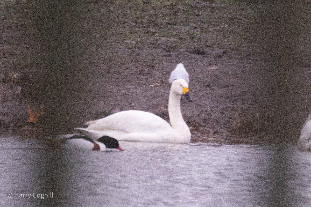 CogHarry's tweet photo. A great day at @WWTMartinMere Yesterday, plenty of whooper swans as well as plenty of other species, the highlight of the day was this wonderful bewick swan #wwtmartinmere #martinmere #bewickswan https://t.co/8CZUAFX60y