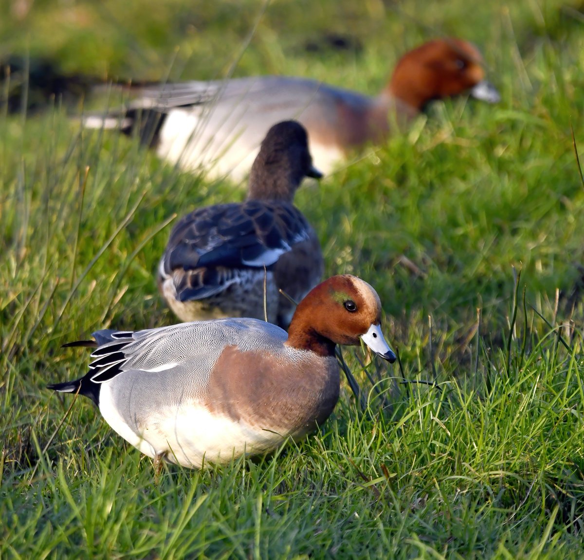 Wigeon in the grass! 😊
 Taken last week at RSPB Greylake in Somerset.
#TwitterNatureCommunity 🦆🐦