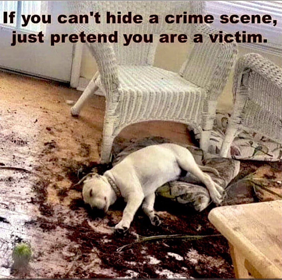 If Only Human's Were This Smart!