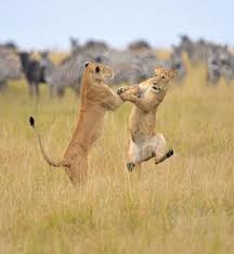 счастливые животные. Genshin impact танцующие звери и пестрые. хиличурлы танцуют. танцы прикол. танцующие животные.