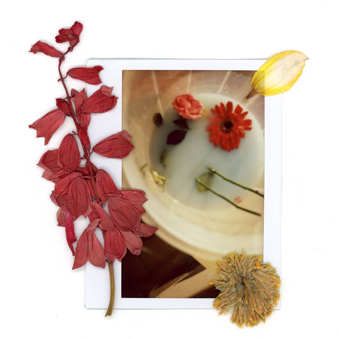 acidicobject's tweet image. Chromatic N°1
Scanning some dried flowers.