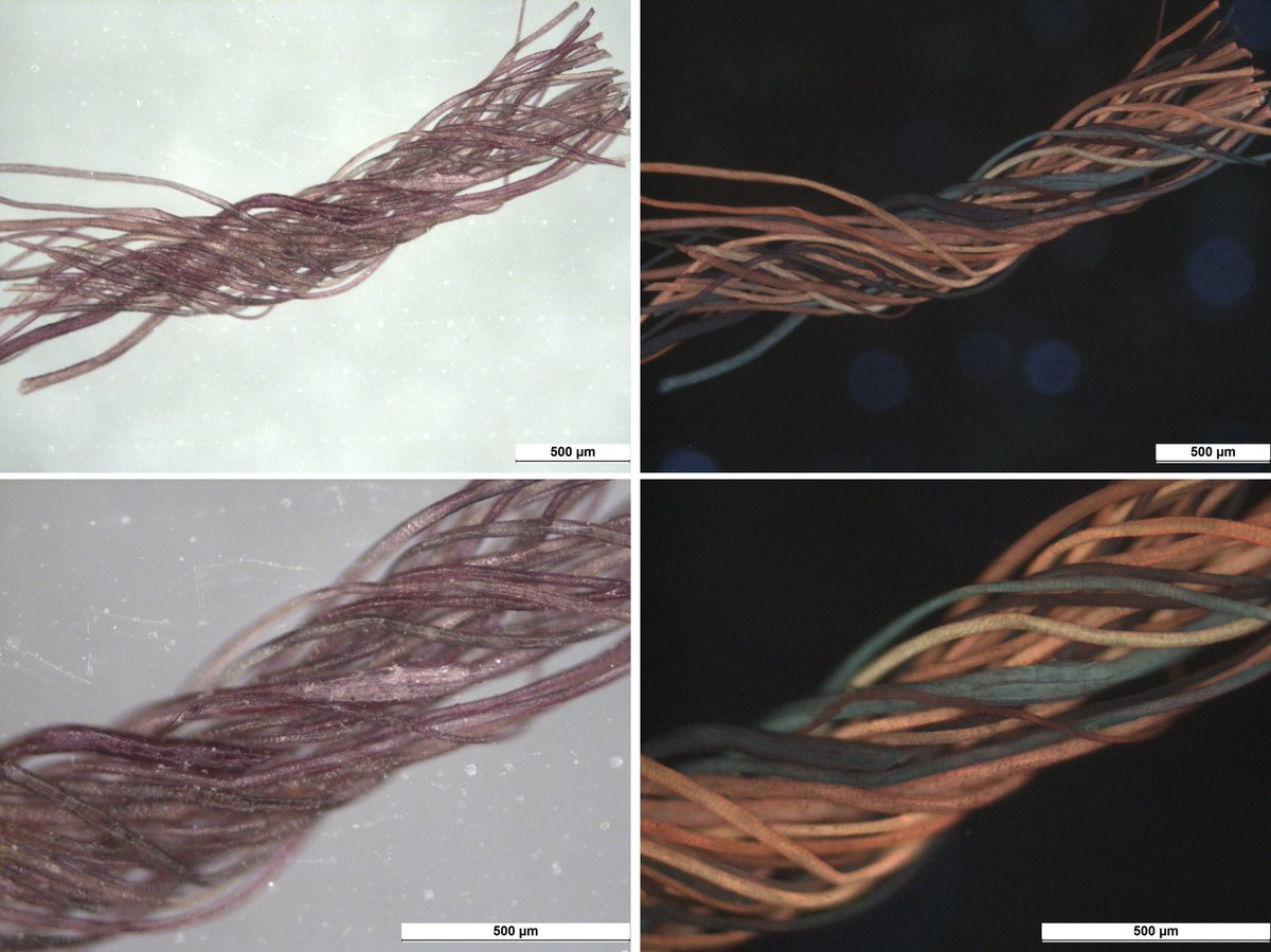 Under visible light (left) this thread from a Late Antique textile appears purple, but its secret is revealed under UV light (right), where luminescing madder-dyed red fibres are mixed with indigo-dyed blue ones to create the optical illusion #heritagescience #britishmuseum