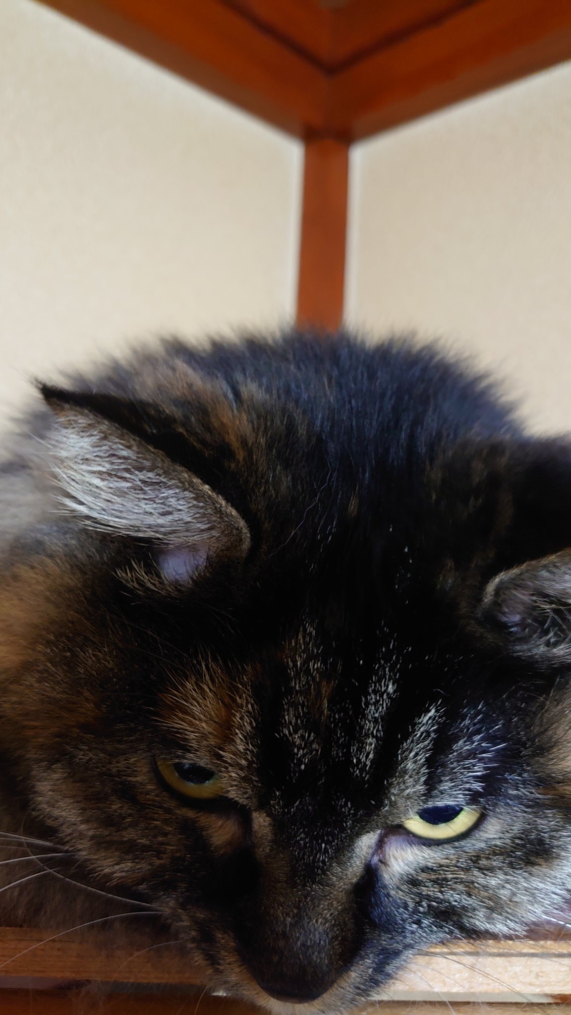 a1857🐈️.bintroll on X: 