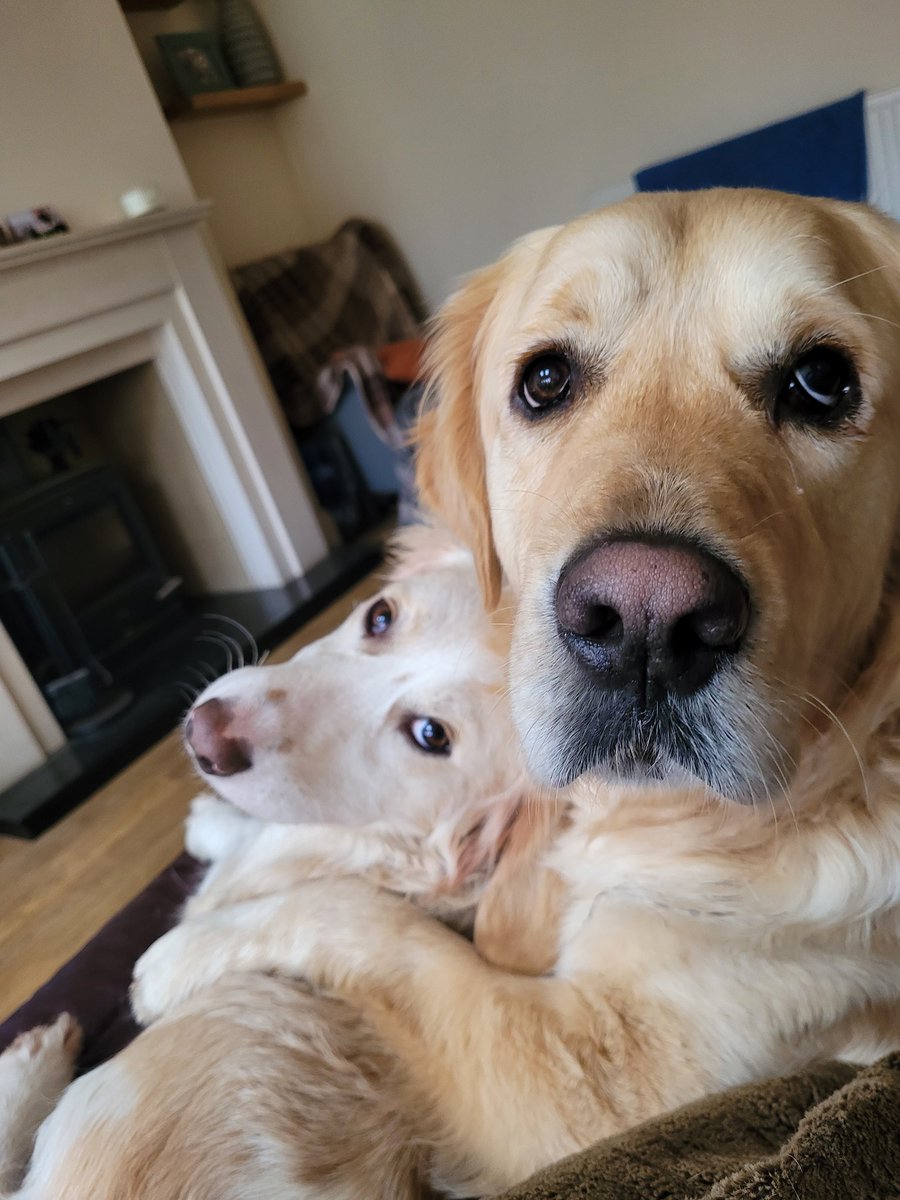 AbiLabaton's tweet photo. Sunday Pupdate...a little reminder that if you can spare anything to support me and the team at @inspiredBmedia to raise funds to help save more doggos abroad..PLEASE READ https://t.co/NsQ7LfTxGU https://t.co/OyPFEIHQi2