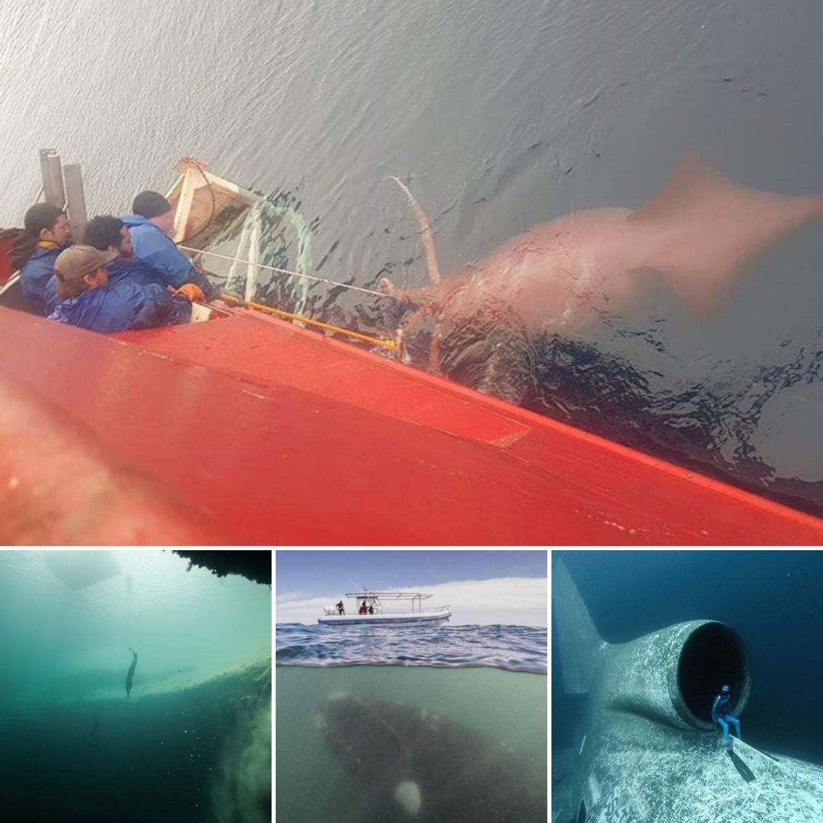 TheRocketScien2's tweet photo. las criaturas de debajo del agua o los naufragios. sea cual sea el motivo estas imágenes representan lo que la talasofobia es.