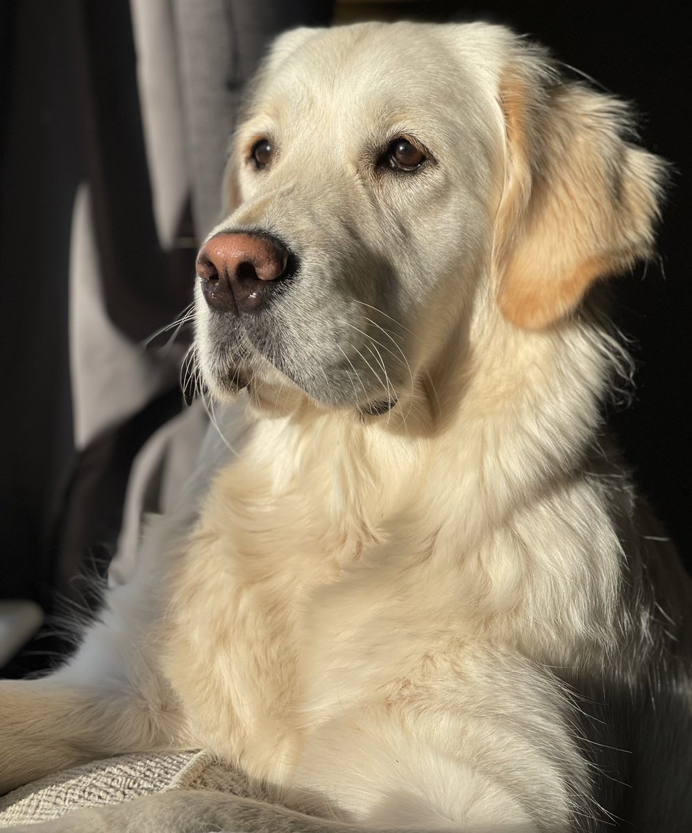 A golden goddess 💛
