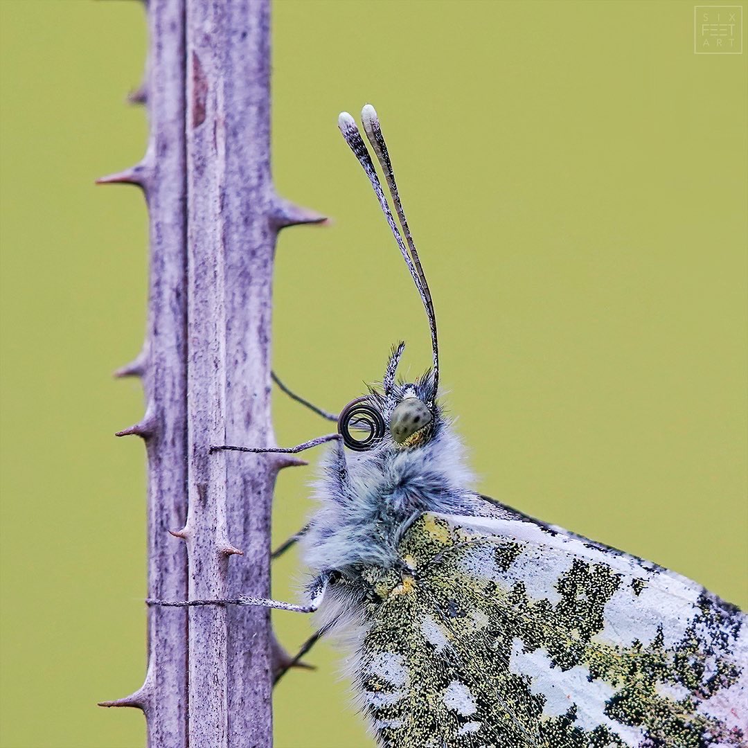 Orange tip, Anthocharis cardamines on wild teasel, Dipsacus fullonum. I was able to find this male a few moments before sunset. Spring 2021 few minutes before sunset.

#aurorafalter #orangetip #schmetterling #butterfly