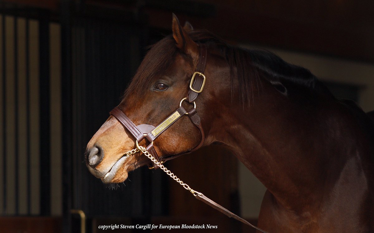Steven_Cargill's tweet photo. QUALITY ROAD @LanesEndFarms recently. The 16yo son of Elusive Quality won the G1 Florida Derby, Donn Handicap, Met Mile and Woodward Stakes. He is the sire of G1 winners City Of Light, Abel Tasman, Dunbar Road, Bellafina, Caledonia Road, Corniche, Roadster, and more. https://t.co/cMfy2oAjHh