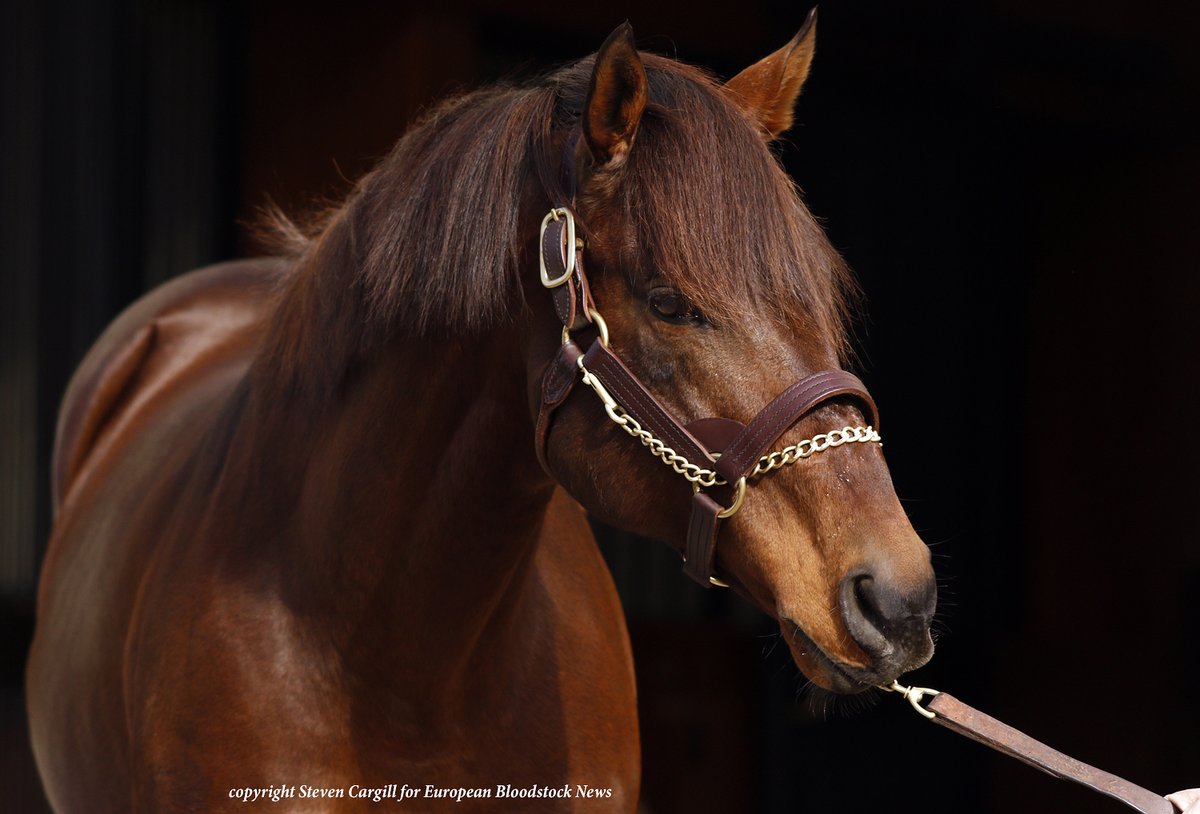 Steven_Cargill's tweet photo. QUALITY ROAD @LanesEndFarms recently. The 16yo son of Elusive Quality won the G1 Florida Derby, Donn Handicap, Met Mile and Woodward Stakes. He is the sire of G1 winners City Of Light, Abel Tasman, Dunbar Road, Bellafina, Caledonia Road, Corniche, Roadster, and more. https://t.co/cMfy2oAjHh