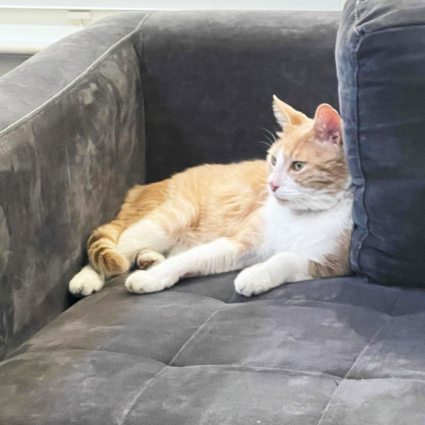 After years of fending for himself outdoors, Orange was rescued and brought inside his foster's home. He's so cozy now, he shows his gratitude for dinner & cuddles with adorable 'mews'! This senior has so much love to give! Write adopt@austinpetsalive.org to meet him!