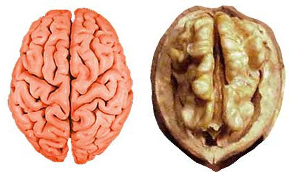 Грецкие орехи похожи на мозги. Грецкий орех и мозг. Грецкий орех похож на мозг. Орех похожий на мозг человека. Человеческий мозг и грецкий орех.